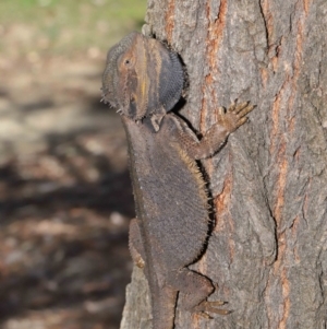 Pogona barbata at Acton, ACT - 15 Nov 2019