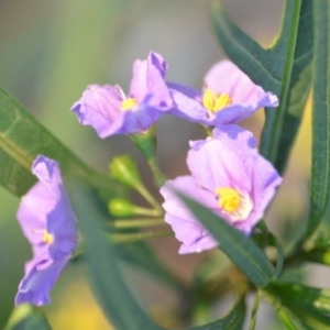 Solanum linearifolium at Wamboin, NSW - 31 Oct 2019