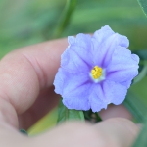 Solanum linearifolium at Wamboin, NSW - 31 Oct 2019