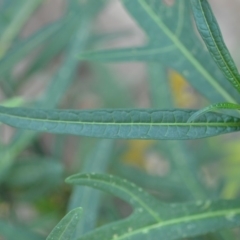 Solanum linearifolium at Wamboin, NSW - 31 Oct 2019