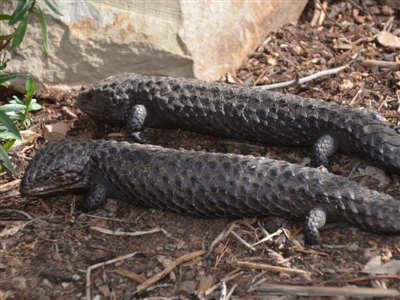 Tiliqua rugosa (Shingleback Lizard) at Wamboin, NSW - 1 Nov 2019 by natureguy