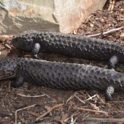 Tiliqua rugosa (Shingleback Lizard) at Wamboin, NSW - 1 Nov 2019 by natureguy