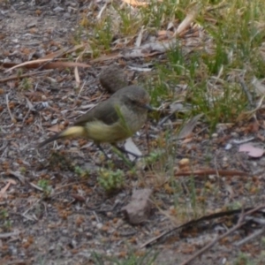 Acanthiza reguloides at Wamboin, NSW - 1 Nov 2019