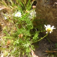 Calotis anthemoides (Chamomile Burr-daisy) at Molonglo Valley, ACT - 30 Oct 2019 by AndyRussell