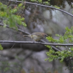 Acanthiza lineata (Striated Thornbill) at Wamboin, NSW - 1 Nov 2019 by natureguy