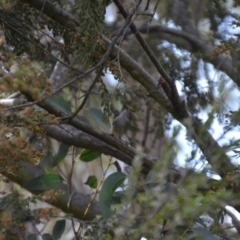 Acanthiza pusilla at Wamboin, NSW - 1 Nov 2019 06:58 PM