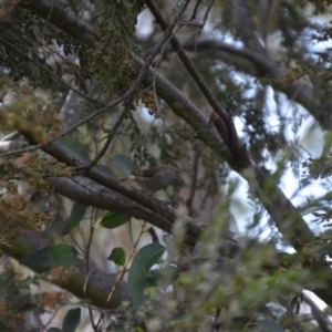 Acanthiza pusilla at Wamboin, NSW - 1 Nov 2019 06:58 PM