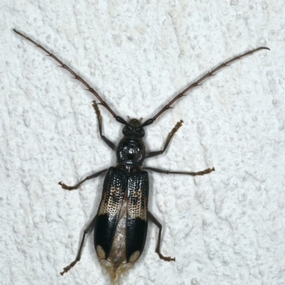 Phoracantha semipunctata (Common Eucalypt Longicorn) at Ainslie, ACT - 1 Jan 2020 by jb2602