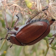 Anoplognathus sp. (genus) (Unidentified Christmas beetle) at Old Adaminaby, NSW - 26 Dec 2019 by HelenCross