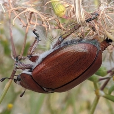 Anoplognathus sp. (genus) (Unidentified Christmas beetle) at Old Adaminaby, NSW - 26 Dec 2019 by HelenCross