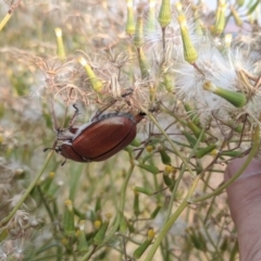 Anoplognathus sp. (genus) at Old Adaminaby, NSW - 26 Dec 2019 06:36 PM