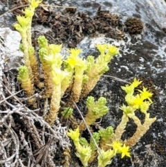 Sedum acre (Goldmoss Stonecrop) at Yarrangobilly, NSW - 27 Dec 2019 by HelenCross