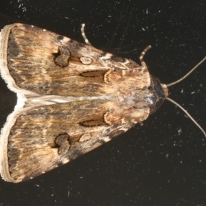 Agrotis munda at Ainslie, ACT - 1 Jan 2020 09:18 PM