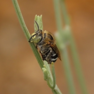 Amegilla (Zonamegilla) asserta at Waramanga, ACT - 6 Jan 2020