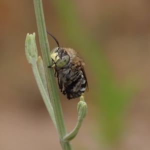 Amegilla (Zonamegilla) asserta at Waramanga, ACT - 6 Jan 2020