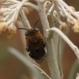 Amegilla (Zonamegilla) asserta at Waramanga, ACT - 6 Jan 2020