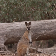 Notamacropus rufogriseus (Red-necked Wallaby) at Mount Ainslie - 6 Jan 2020 by Sunbird