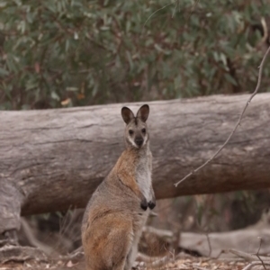 Notamacropus rufogriseus at Majura, ACT - 6 Jan 2020