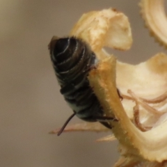 Megachile (Eutricharaea) sp. (genus & subgenus) at Waramanga, ACT - 6 Jan 2020