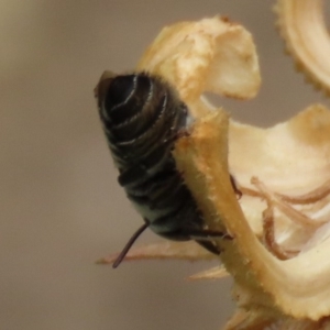 Megachile (Eutricharaea) sp. (genus & subgenus) at Waramanga, ACT - 6 Jan 2020