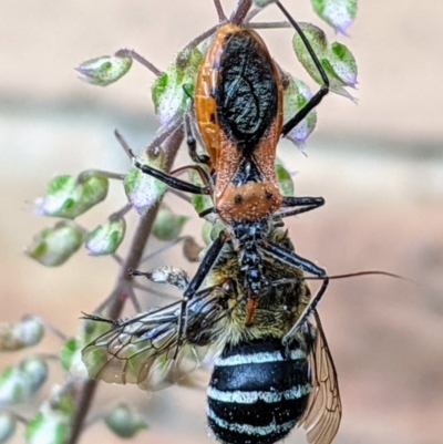 Gminatus australis (Orange assassin bug) at Kambah, ACT - 6 Jan 2020 by HelenCross