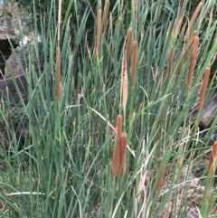 Typha domingensis (Bullrush) at Yass, NSW - 6 Jan 2020 by JaneR