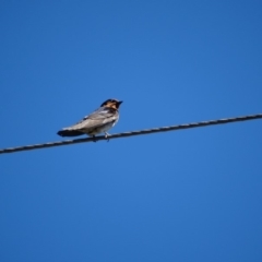 Hirundo neoxena (Welcome Swallow) at Alpine, NSW - 20 Dec 2016 by JanHartog