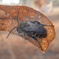 Lipotriches (Austronomia) australica at Googong, NSW - 6 Jan 2020 by Wandiyali