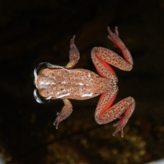 Litoria citropa (Blue Mountains Tree Frog) at Tantawangalo, NSW - 27 Apr 2014 by Jek