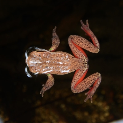 Litoria citropa (Blue Mountains Tree Frog) at Tantawangalo, NSW - 27 Apr 2014 by Jek