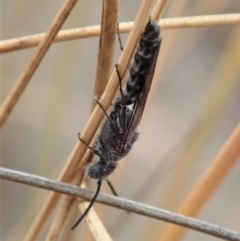 Tiphiidae (family) (Unidentified Smooth flower wasp) at Cook, ACT - 6 Jan 2020 by CathB