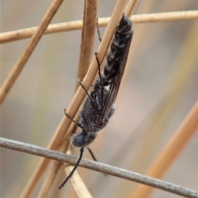 Tiphiidae (family) (Unidentified Smooth flower wasp) at Mount Painter - 6 Jan 2020 by CathB