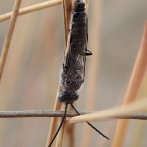 Tiphiidae (family) at Cook, ACT - 6 Jan 2020 12:09 PM