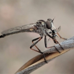 Cerdistus sp. (genus) (Yellow Slender Robber Fly) at Cook, ACT - 6 Jan 2020 by CathB