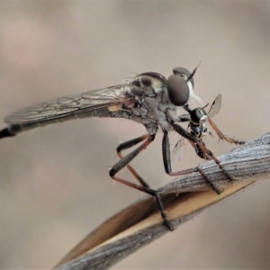 Cerdistus sp. (genus) at Cook, ACT - 6 Jan 2020