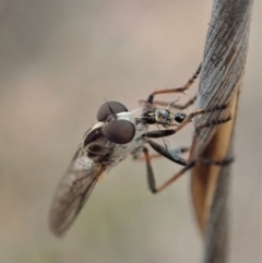 Cerdistus sp. (genus) at Cook, ACT - 6 Jan 2020