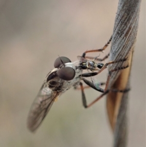 Cerdistus sp. (genus) at Cook, ACT - 6 Jan 2020