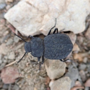 Nyctozoilus reticulatus at Dunlop, ACT - 6 Jan 2020