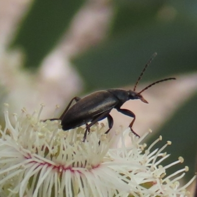 Neocistela ovalis (Comb-clawed beetle) at Molonglo Valley, ACT - 8 Nov 2019 by AndrewZelnik