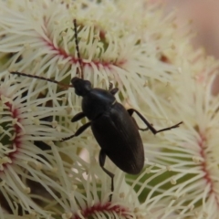 Neocistela ovalis at Molonglo Valley, ACT - 8 Nov 2019