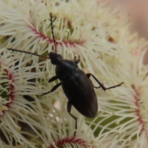 Neocistela ovalis at Molonglo Valley, ACT - 8 Nov 2019