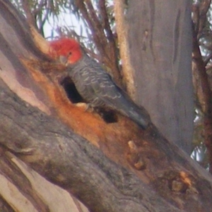 Callocephalon fimbriatum at Garran, ACT - suppressed