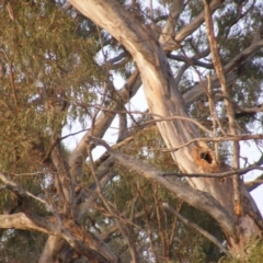 Callocephalon fimbriatum at Garran, ACT - suppressed