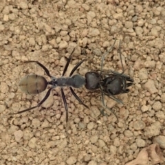 Camponotus suffusus (Golden-tailed sugar ant) at Cook, ACT - 4 Jan 2020 by CathB