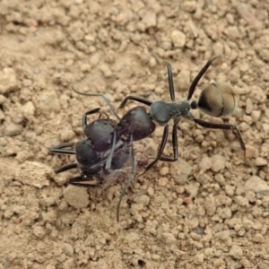 Camponotus suffusus at Cook, ACT - 5 Jan 2020