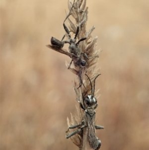 Sphex sp. (genus) at Cook, ACT - 5 Jan 2020