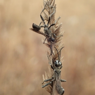 Sphex sp. (genus) (Unidentified Sphex digger wasp) at Mount Painter - 4 Jan 2020 by CathB