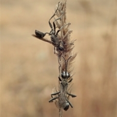 Sphex sp. (genus) at Cook, ACT - 5 Jan 2020