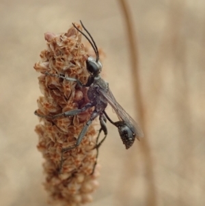 Sphex sp. (genus) at Cook, ACT - 5 Jan 2020