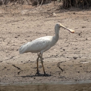 Platalea flavipes at Dunlop, ACT - 7 Jan 2020